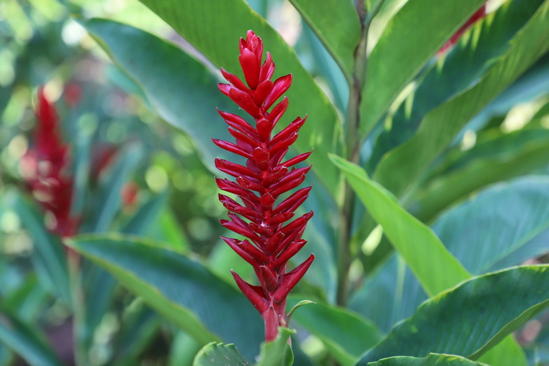 fragility, day, garden, flora, outdoors, red, network, flower, vulnerability, plant stem, beautiful, food, nature, leaf, beauty, flowers, plant part, 5K