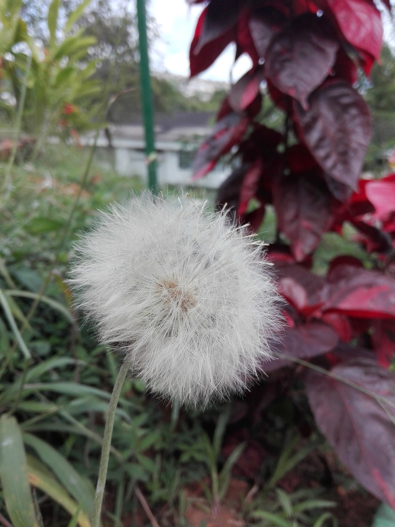 nature, vulnerability, 4K, florencia, dandelion, beauty in nature, outdoors, natural, colombia, day, no people, university of amazonia - headquarters
