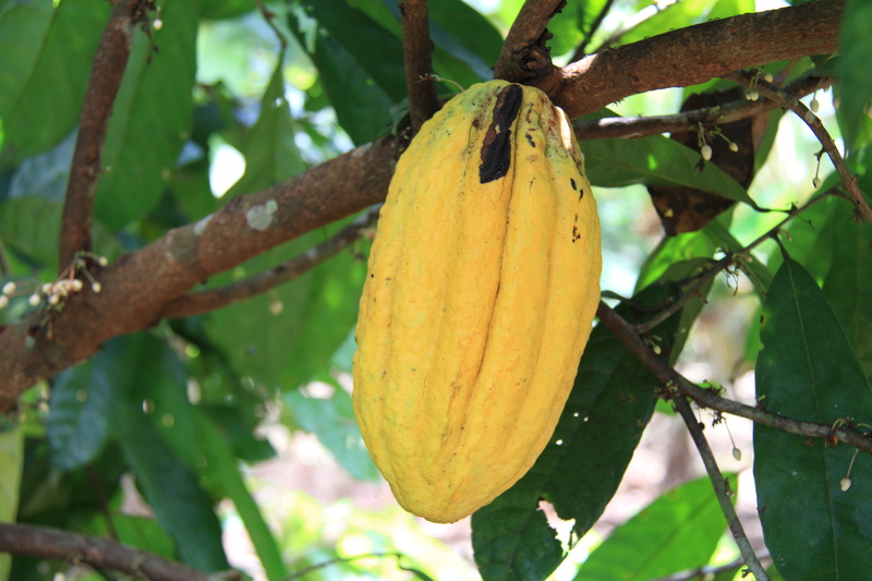 tree, fruit, nature, no people, ecuador, growth, leaf, day, food and drink, plant, 5K, hanging, wellbeing, close-up, freshness, healthy eating, cocoa
