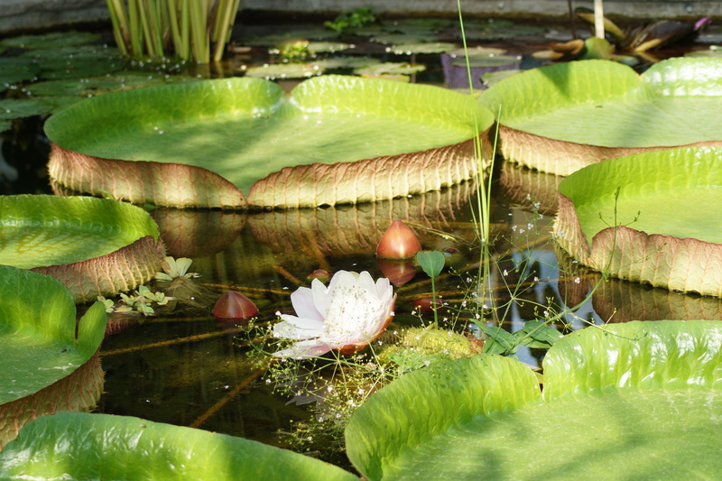 nymphaea, pond flower, plant, reflection, leaf, 5K, growth, water lily, victoria amazonica, giant amazon water lily, flowering plant, close-up, lake, blossom