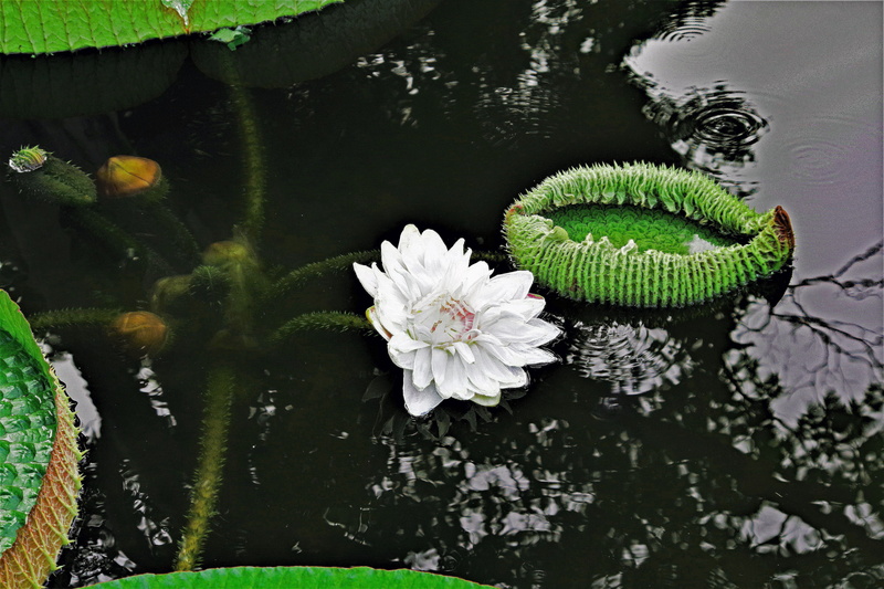 aquatic plants, leaf, pond, huge seerosenblätter, outdoors, water lily, green, flower head, garden, lotus water lily, lotus, plant, no people, flower, reflection