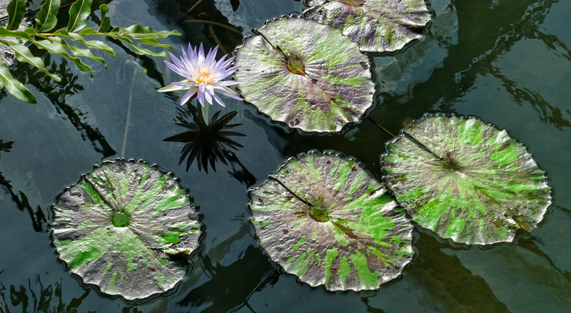 nature, floating, flower, 4K, lily, plant part, leaf, tropical, lake, no people, water lily, large, freshness, beautiful, aquatic, outdoors, vulnerability