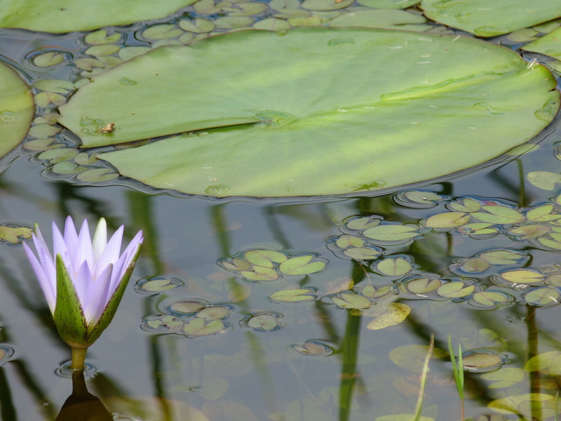 fragility, no people, flowering plant, beauty in nature, lake, floating on water, vulnerability, water lily, vitória régia, green color, plant part, flower