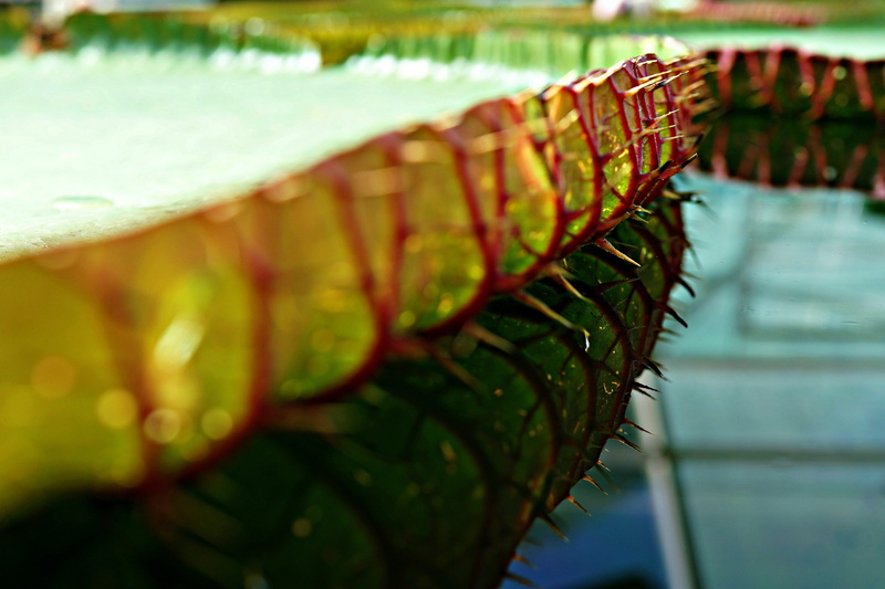 day, beware, repetition, victoria amazonica, religion, nature, abundance, reflection, plant part, 4K, fruit, outdoors, wood - material, focus on foreground