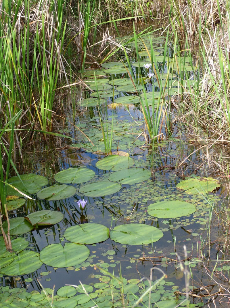 outdoors, lotus water lily, water lily, vegetation, 2K, vitória régia, lily, growth, tranquility, green color, swamp, nature, beauty in nature, flower