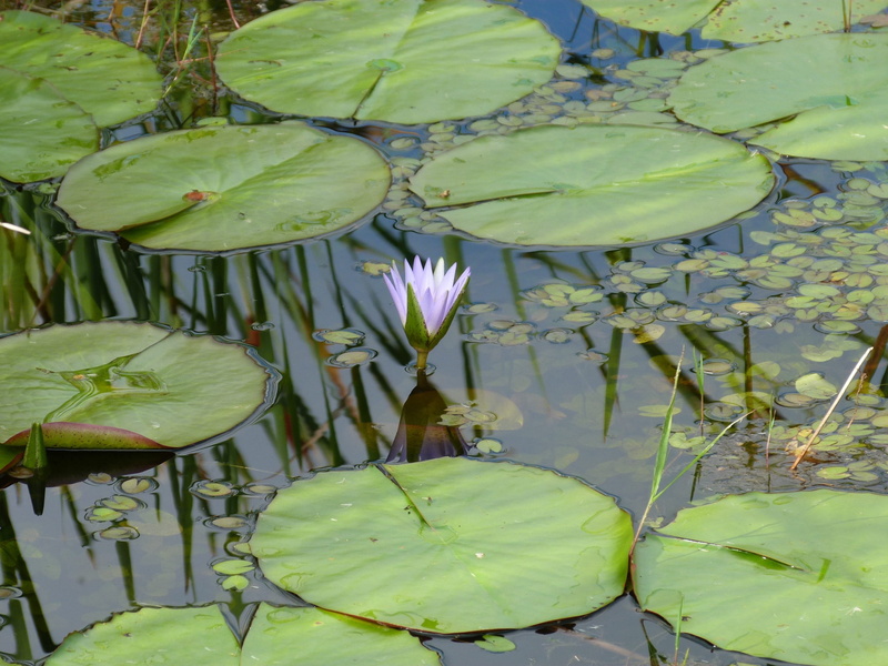 no people, lily pad, water, plant part, leaf, water lily, green color, vulnerability, lily, pond, vitória régia, growth, leaves, lotus water lily, flowering plant