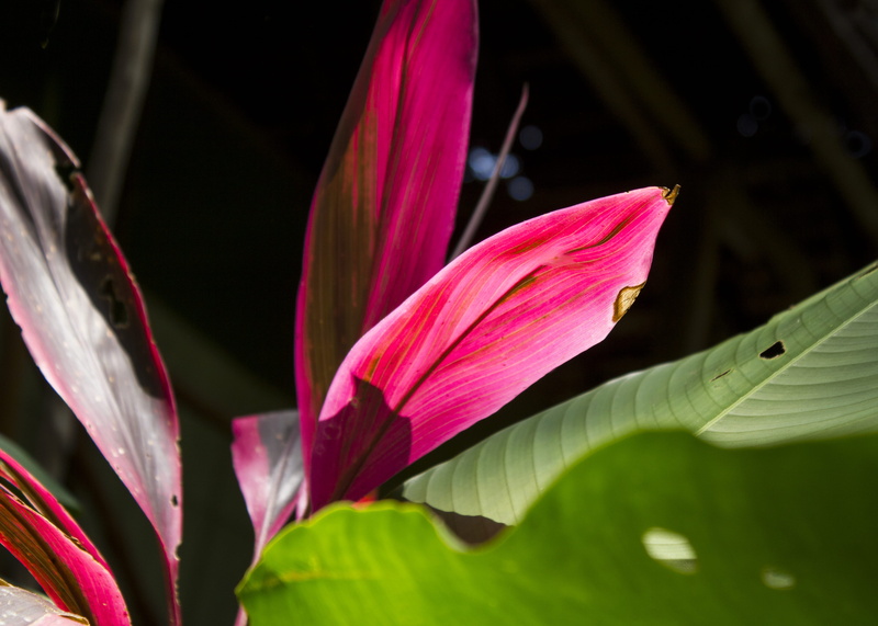 inflorescence, vulnerability, leaf, plant, no people, day, purple, pink color, flowering plant, 4K, nature, green, flower head, peru, red, natural, petal