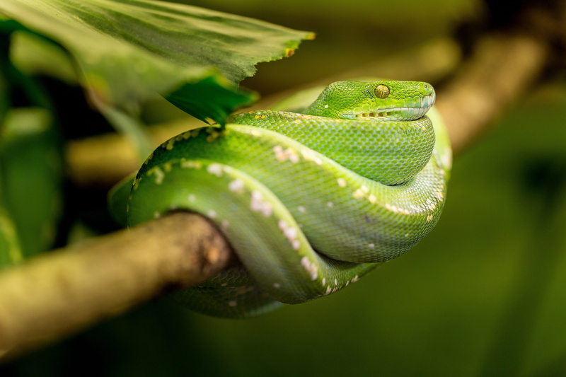dangerous, scale, animal wildlife, one animal, animals in the wild, animal head, animal themes, brown, 4K, zoo, animal scale, close-up, hand, snake, curled up