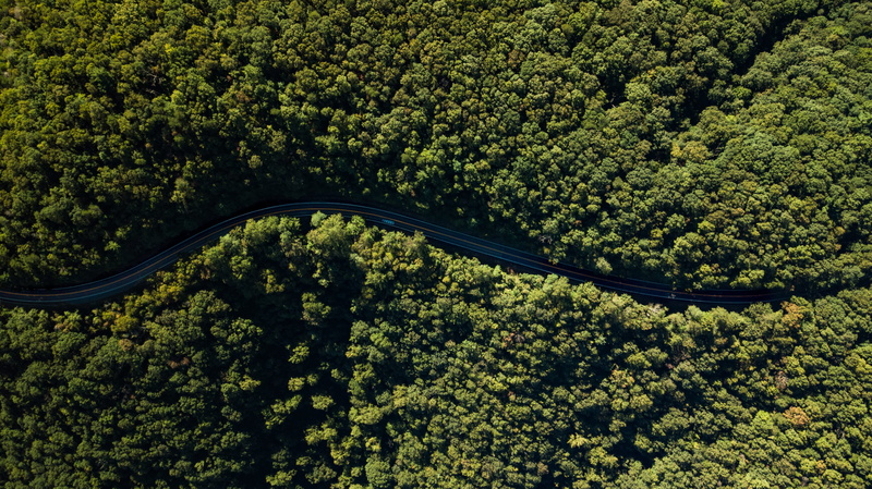 nature, fish, lush foliage, tree, yew, bush, photography, river, soil, vegetation, jungle, growth, landscape, aerial view, eel, outdoors, foliage, no people