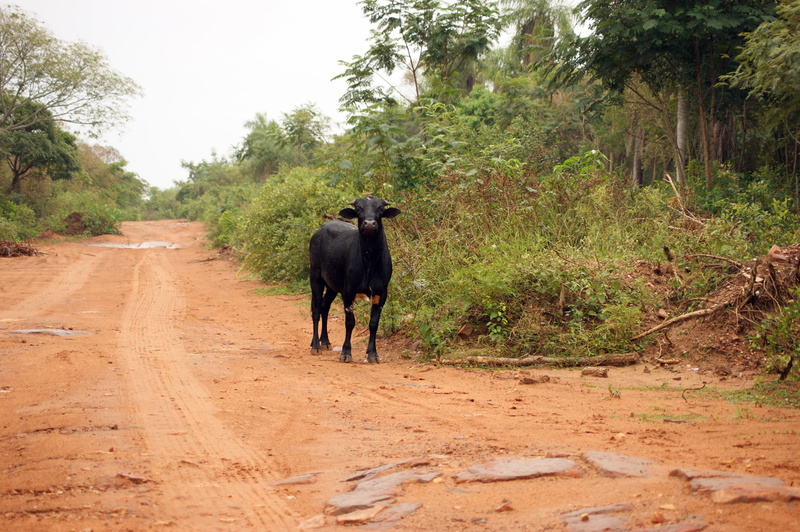 south america, black color, pets, no people, animal wildlife, livestock, animal, paraguay, 4K, nature, dirt, day, plant, Bull, Tree, Landscape, animal themes