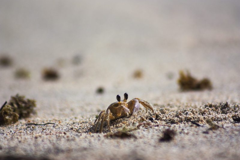 4K, sea, day, selective focus, parque natural tayrona, krab, colombia, no people, tayrona, crustacean, beach, seaside, land, sand, crawling, animal wildlife