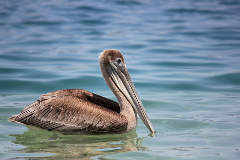 colombia, bird, pelican, outdoors, lake, nature, park, tayrona, water, one animal, animals in the wild, animal wildlife, day, beak, waterfront, vertebrate