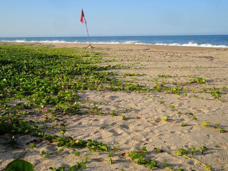 wave, tranquil scene, water, nature, unaffected, sea, spray, blue, no people, day, horizon over water, tranquility, green, parque tayrona, nature conservation