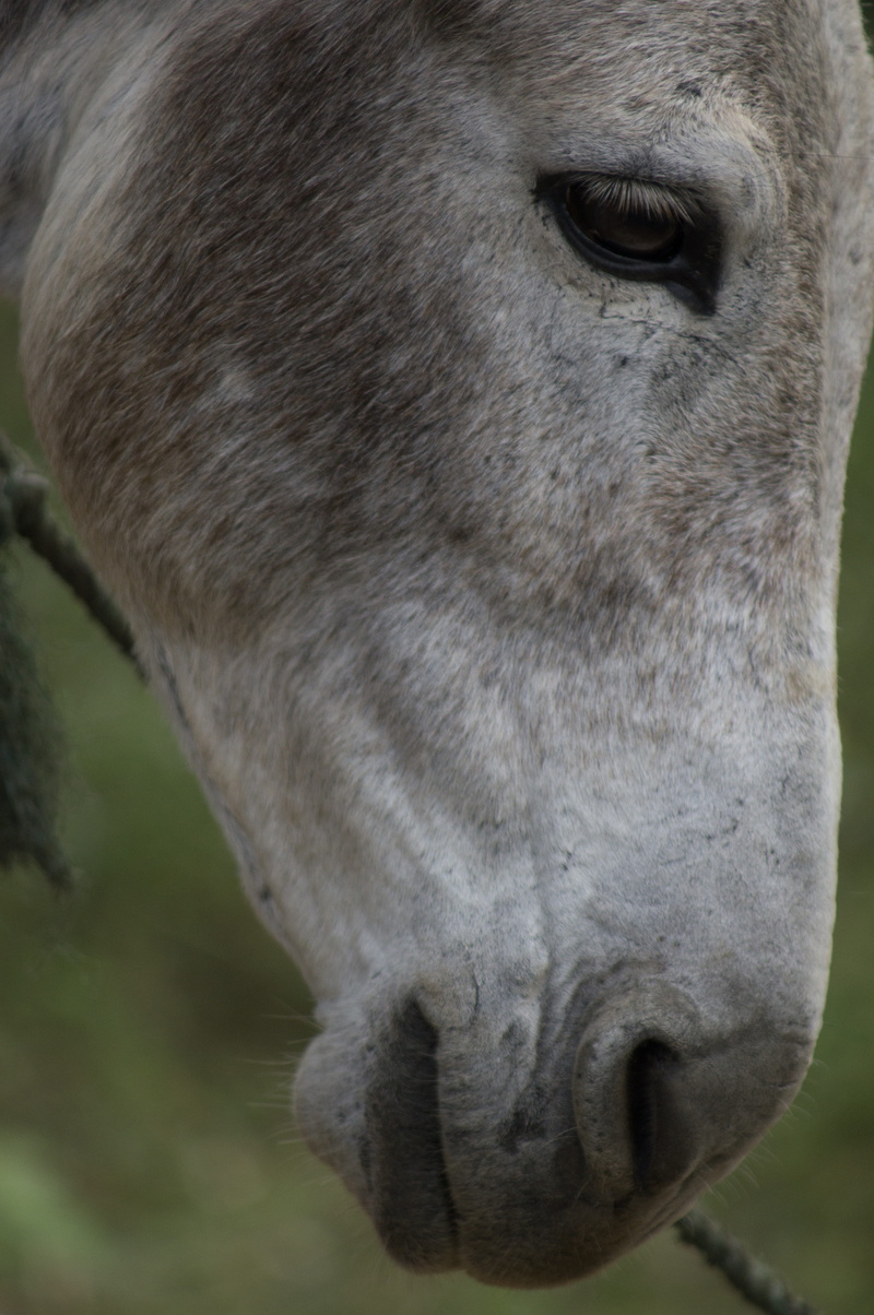 animal body part, land, domestic, animal nose, animal mouth, horse, animal, one animal, outdoors, focus on foreground, closeup, 4K, mammal, mule, colombia