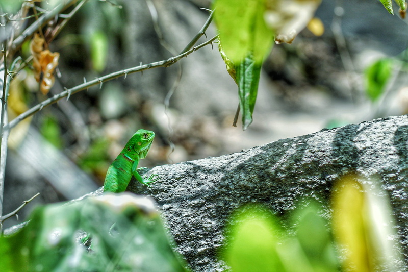 trees, reptile, park, tree, green color, no people, wildlife, beauty in nature, animal wildlife, colombia, plant part, small, travelling, national_park