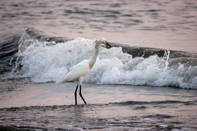 day, beach, full length, wave, outdoors, no people, marta, park, marine, animal wildlife, sea, water, splashing, one animal, st, animal, tayrona, land