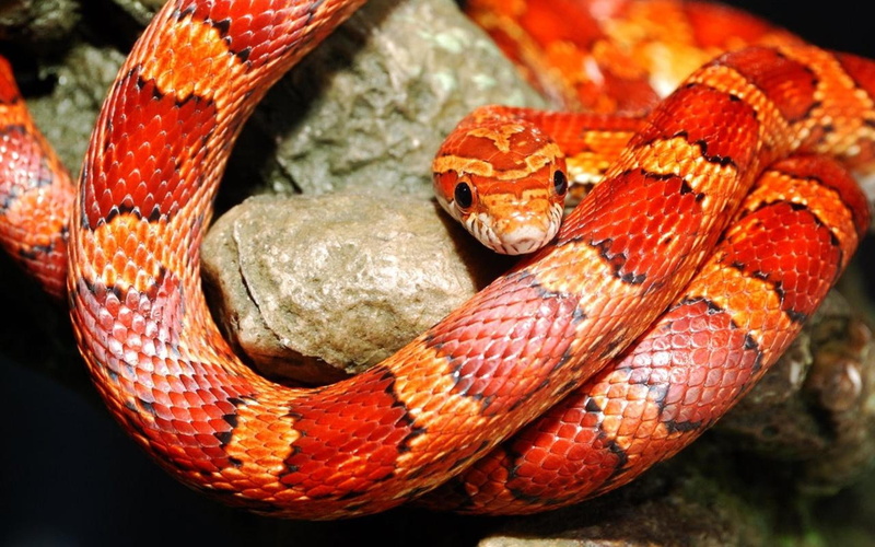 animals, Corn Snake, 2K, snake, reptiles