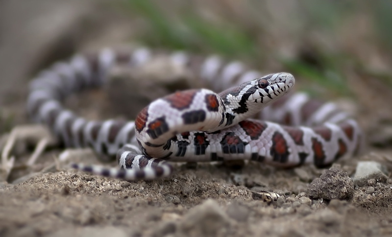 nature, reptiles, natural pattern, poisonous, animals in the wild, striped, 1080P, day, one animal, no people, animals, reptile, animal, sand, animal themes