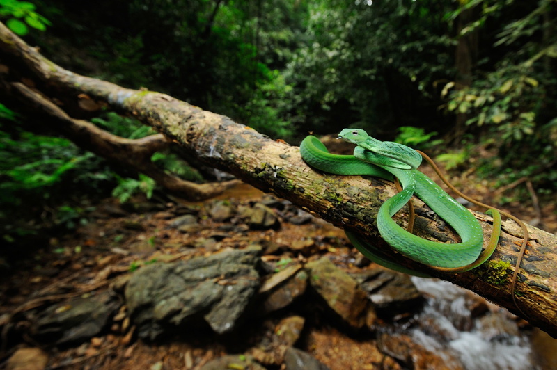 one animal, outdoors, no people, land, animal wildlife, vertebrate, green color, animals, animal themes, nature, trunk, reptile, animals in the wild, branch