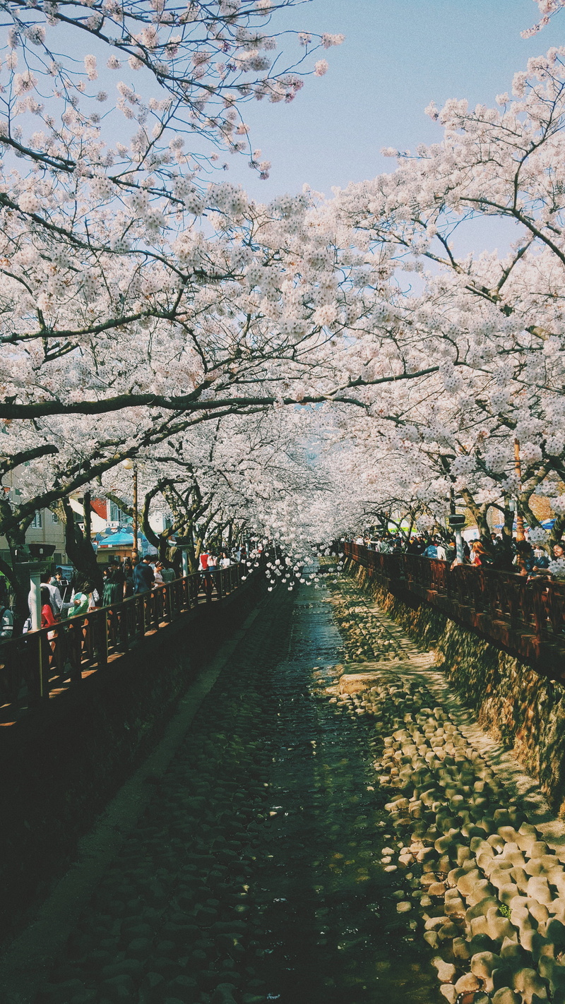 sky, water, sakura, city, plant, flowers, 5K, architecture, road, fragility, day, bridge, growth, built structure, cherry blossom, nature, romance, flower