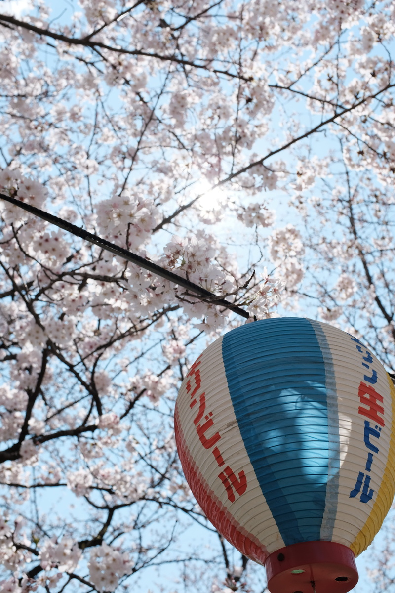 unrecognizable person, tree, fragility, human hand, 4K, balloon, finger, flower, sakura, nature, ball, low angle view, matsuyama, petal, spring, springtime