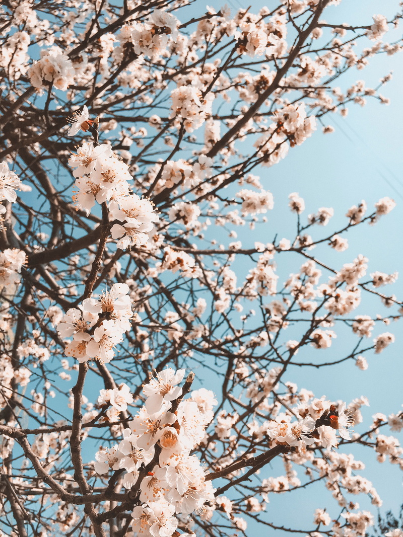 orchid, day, planting, vulnerability, sky, flowering plant, freshness, flower, tree trunk, white color, ditch, petal, beauty in nature, peony, food, tree