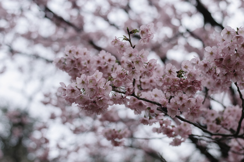 jar, growth, outdoors, flowering plant, nature, selective focus, petal, festival, pink color, close-up, tree, clothing, plant, green tea, 5K, food, flower head