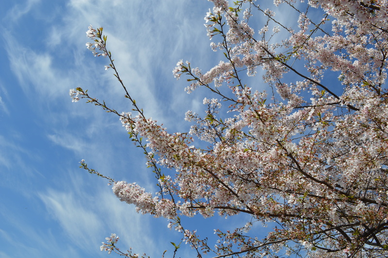 spring, branch, white, clouds, nature, beauty in nature, flowering plant, low angle view, no people, fragility, day, springtime, no filter, freshness, washington