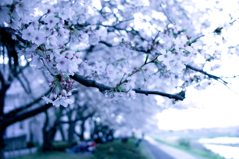 apparel, plant, no people, cherry tree, freshness, springtime, tree, petal, close-up, cherry blossom, focus on foreground, spring, festival, fragility