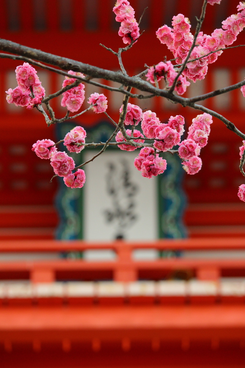 growth, festival, branch, pink color, springtime, cherry tree, focus on foreground, flowering plant, building exterior, no people, chinese new year, flower