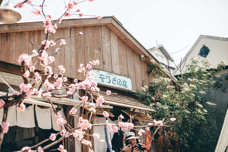 wooden, architecture, cherry tree, urban, freshness, 5K, tourists, cherry blossom, traditional, flowering plant, landscape, tree, low angle view, springtime
