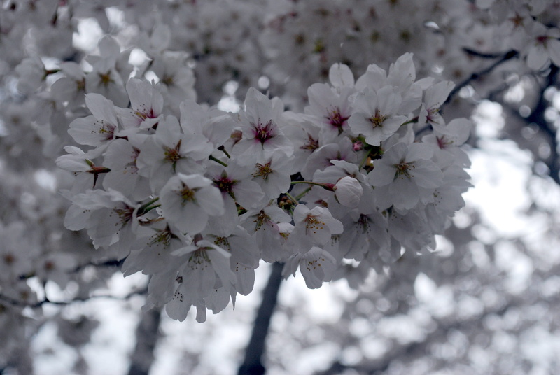 4K, pollen, flower, cherry blossom, day, blossom, flowering plant, nature, vulnerability, branch, washington, fragility, flower head, close-up, springtime