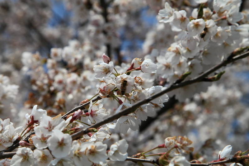 nature, spring flower festival, a double cherry blossom, plants, landscape, 2K, crush, cherry tree, flower, fragility, close-up, leaf, pollen, flowering plant