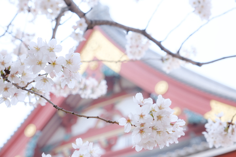 petal, goggles, tree, outdoors, flower head, flowering plant, food, accessories, beauty in nature, banister, cherry blossom, branch, festival, 5K, daffodil