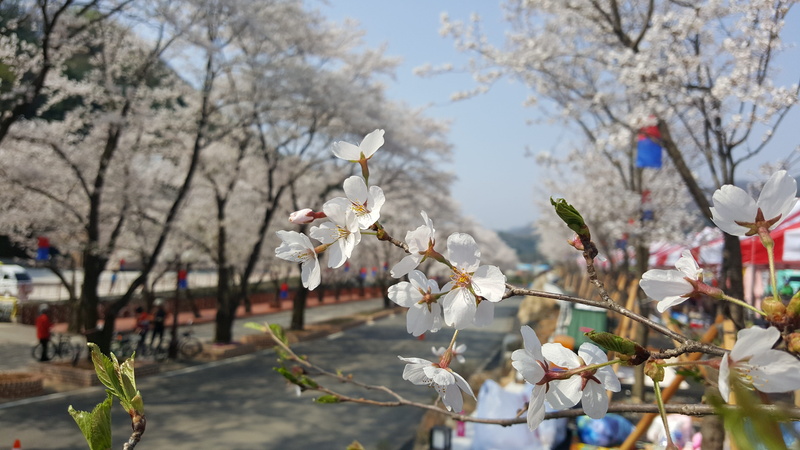 springtime, fragility, focus on foreground, close-up, Sunny Day, outdoors, beauty in nature, vulnerability, petal, cherry tree, Cherry Blossom, no people
