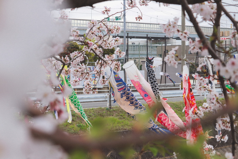 selective focus, crowd, cherry blossoms, pink, carp streamer, bird, 5K, animal, flowering plant, abies, day, outdoors, text, plant, apparel, built structure