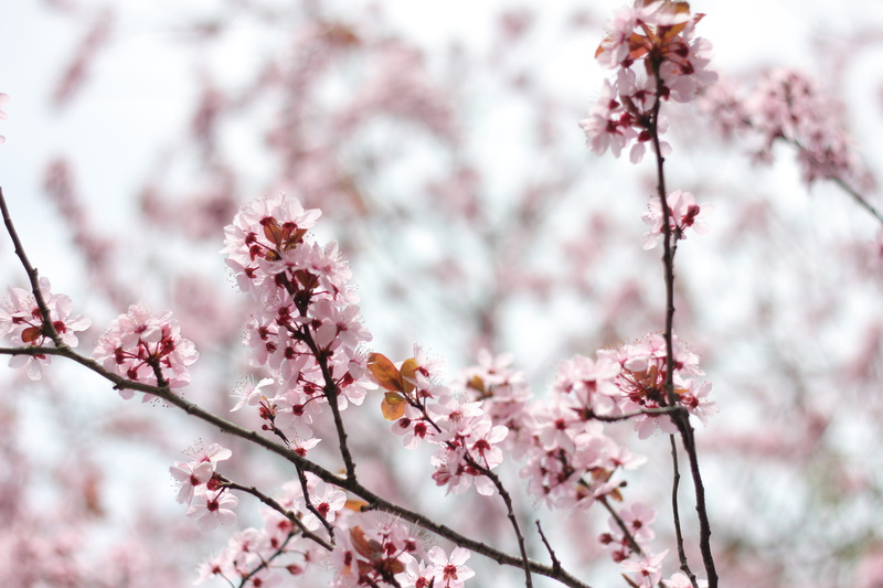 cherry blossom, close-up, green, clothing, cherry tree, outdoors, fragility, festival, branch, freshness, geranium, vulnerability, beauty in nature, plant
