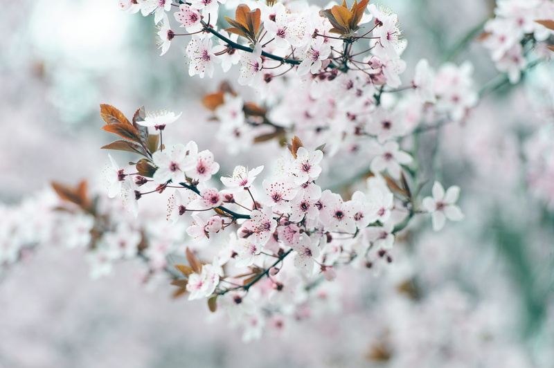 crocus, springtime, branch, pink color, freshness, slope, flower head, growth, cherry blossom, vulnerability, pollen, 4K, fragility, cherry tree, crowd