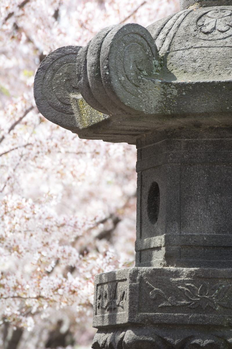 animal, tree, 5K, festival, cannon, outdoors, symbol, cherry blossoms, cross, military, metal, bird, history, flower, close-up, art and craft, tomb, blossom