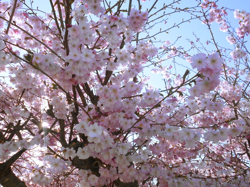 growth, tree, plum blossom, outdoors, no people, sleeve, flower head, branch, peony, petal, cherry tree, ditch, springtime, crowd, tree trunk, botany, day