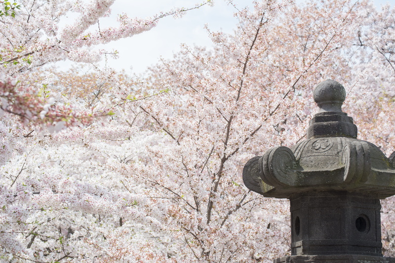 ditch, low angle view, flower, plant, festival, fire hydrant, 5K, hydrant, cherry blossom, long sleeve, person, flowering plant, no people, clothing, cherry blossoms