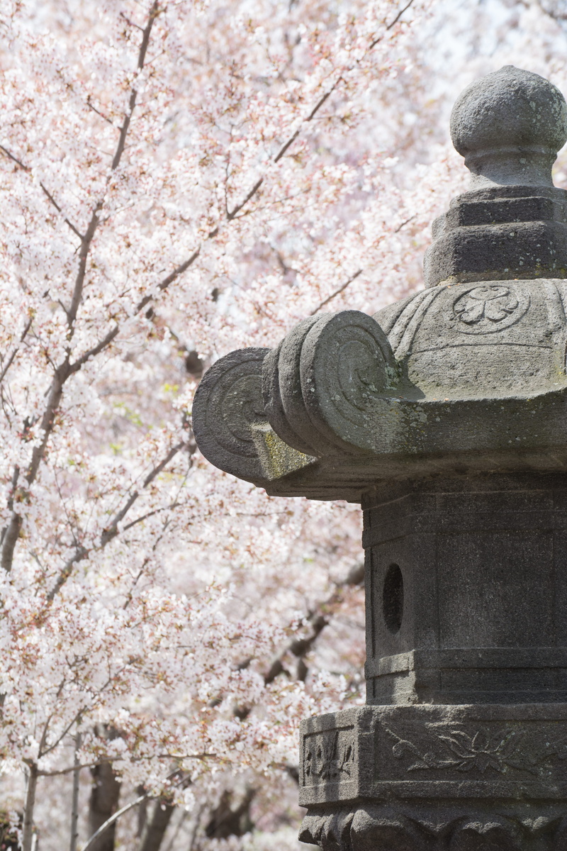 tree stump, human representation, peony, 5K, robe, cherry blossom, plant, festival, close-up, flowers, sculpture, blossom, springtime, geranium, nature