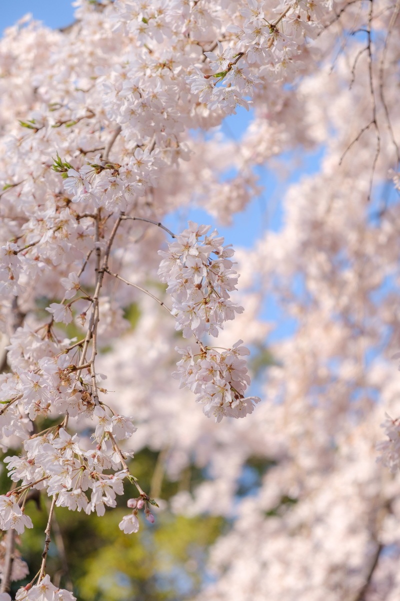 petal, fragility, necktie, tie, flower, lilac, beauty in nature, white color, no people, flowers, 5K, crocus, blossom, close-up, springtime, freshness