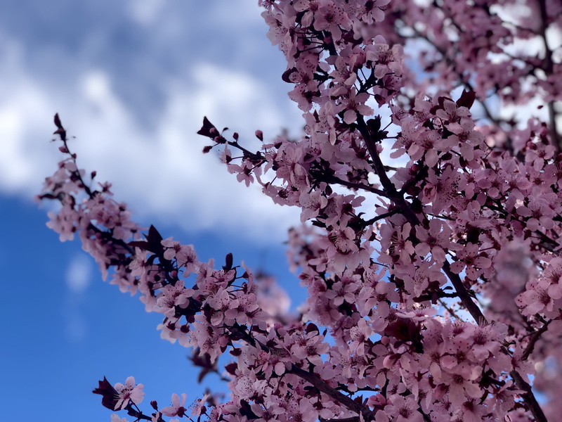 anther, day, crowd, slope, festival, fragility, blossom, cherry tree, nature, 4K, cloud - sky, growth, plant, springtime, purple, low angle view, pollen