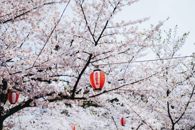 growth, accessories, outdoors, aircraft, communication, springtime, day, cherry blossom, goggles, beauty in nature, blossom, no people, scenery, close-up