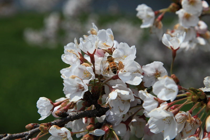 cherry blossom, outdoors, day, crush, growth, inflorescence, pollen, love, fragility, zhushan cherry blossom festival, blossom, freshness, wood, a double cherry blossom