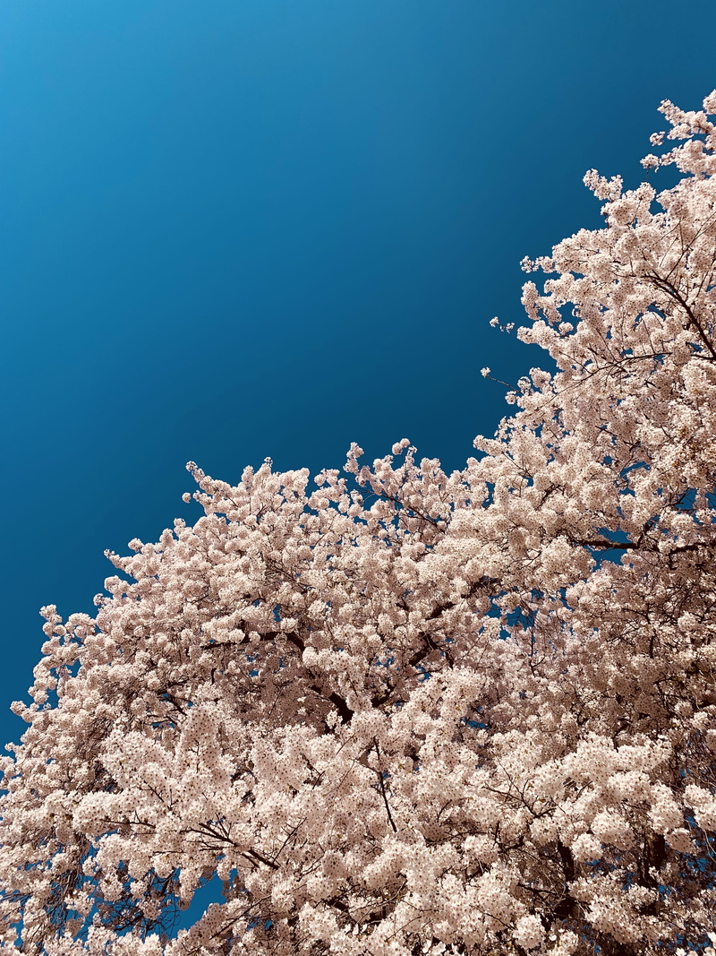 asteraceae, raitt hall (rai), day, blue, fragility, orchid, daffodil, white, no people, sky, nature, copy space, growth, united states, springtime, freshness