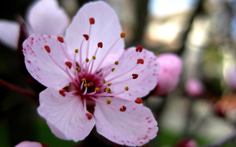 1920x1200, 1080P, cherry blossom tree, cherry blossom festival, blossom, Flowers, japanese cherry blossom