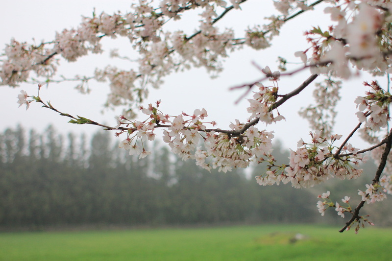 blue sky, 2K, pink flower, tree, out of focus, vulnerability, flowering plant, landscape, day, close-up, pink color, focus on foreground, blossom, break