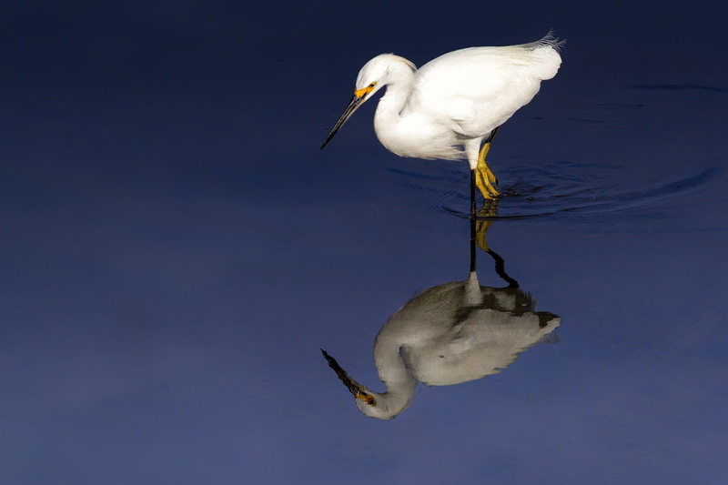wading, waterfront, animals in the wild, bird, animal wildlife, day, beak, reflection, 720P, nature, egret, outdoors, one animal, white color, water, animal themes